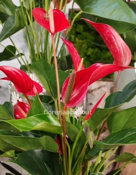 Pianta di anthurium