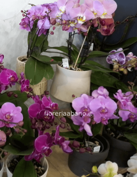 Pianta di Phaleonopsis TABLO , diversi colori a richiesta.