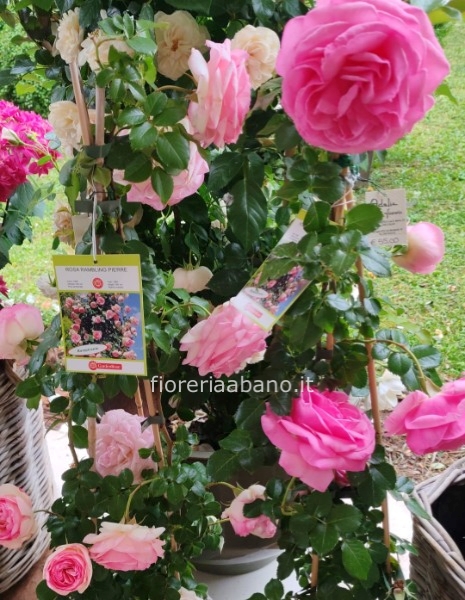 pianta di rose rampicanti