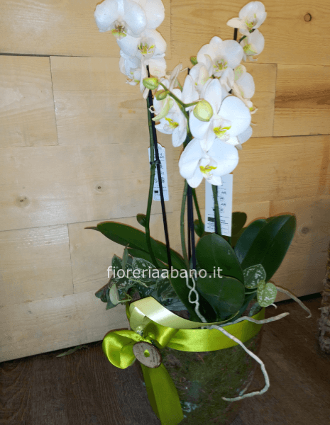 Prestigiosa composizione orchidee in vaso