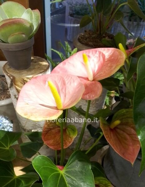 pianta anthurium rosa